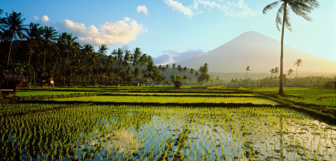 Bewässerte Reisterrassen, umgeben von Palmen am Fuße eines Vulkans