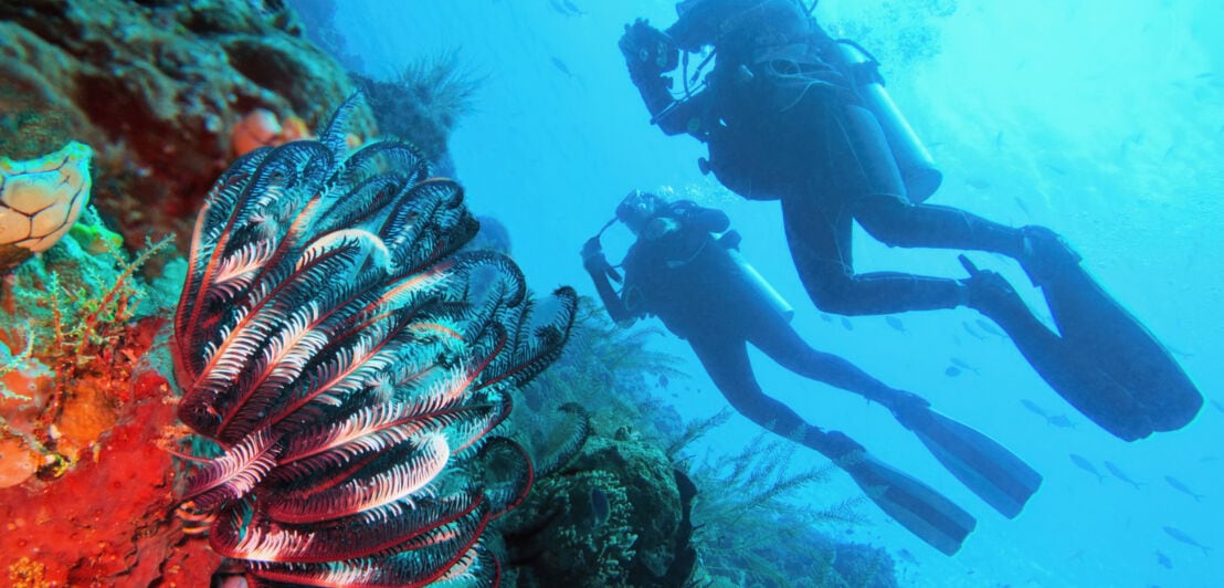 Unterwasseraufnahme von zwei Tauchenden an einem Korallenriff