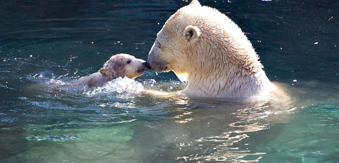 Eine Eisbärin schwimmt Nase an Nase mit einem Jungtier im Wasser