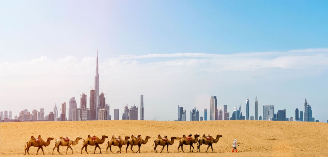 Eine Gruppe Kamele durchquert einen Wüstenabschnitt, im Hintergrund ist die Skyline von Dubai zu sehen
