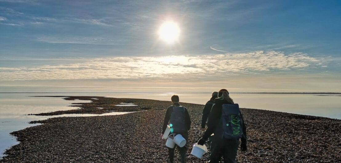 Drei Personen mit Rucksäcken und weißen Eimern suchen an einem Strand nach Austern