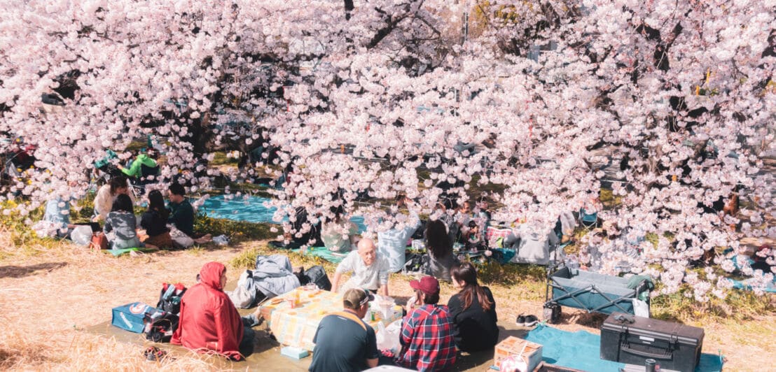 Mehrere Personen picknicken unter Kirschblüten im Park