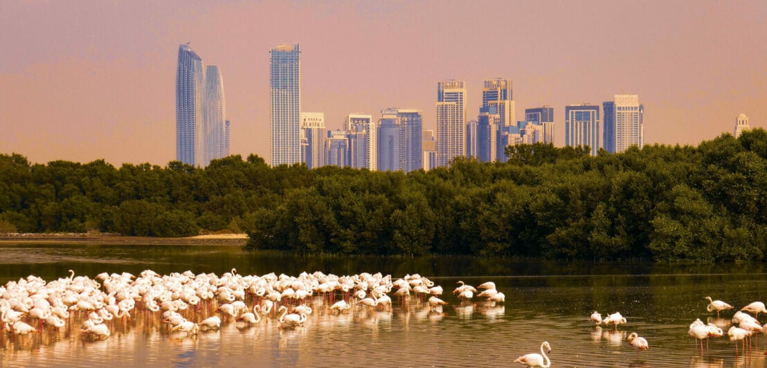 Eine Gruppe Flamingos vor der Skyline Dubais