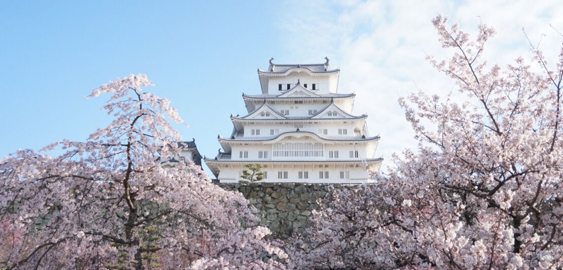 Die Burg Himeji in Japan zwischen blühenden Kirschbäumen