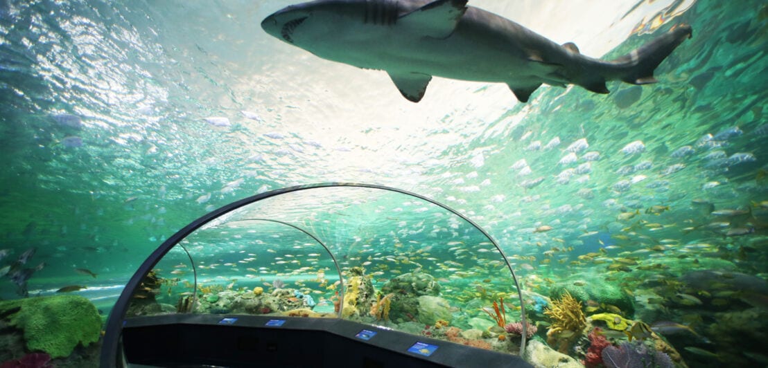 Ein Besuchergang mit Infotafeln durch ein Aquarium mit einem Haifisch