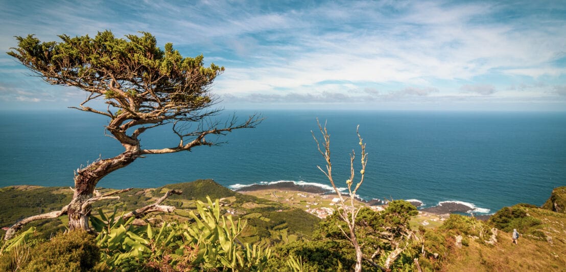 Blick von einer Anhöhe auf eine Küste und das Meer, im Vordergrund wilde Pflanzen und ein knorriger Baum