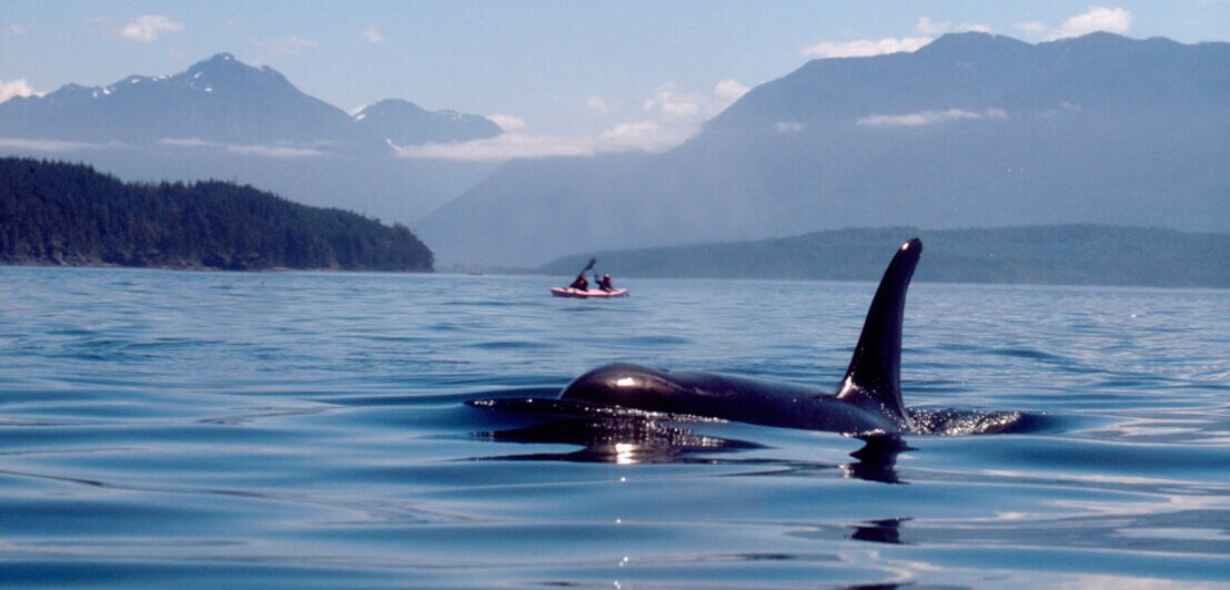 Die Finne eines Schwertwals, der durchs Wasser schwimmt. Im Hintergrund ist ein Paddelboot.