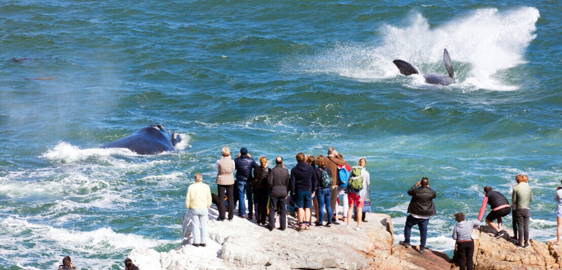 Mehrere Personen stehen auf Steinen am Wasser und beobachten Wale, die im Wasser schwimmen und springen.