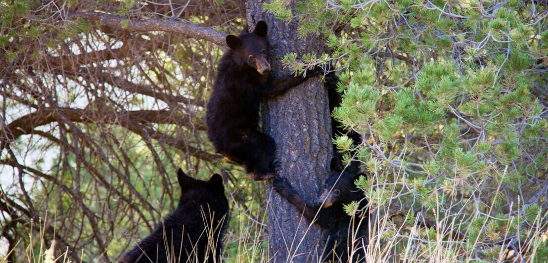 Drei junge Schwarzbären beim Klettern auf einen Baum.