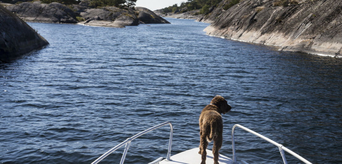 Ein Hund an Deck eines Bootes auf einem Gewässer mit felsigen Uferabschnitten.