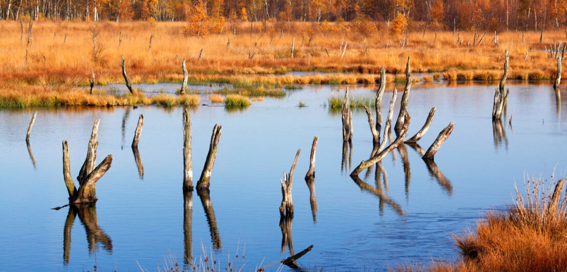 Moorlandschaft mit abgestorbenen Baumstümpfen im Wasser.