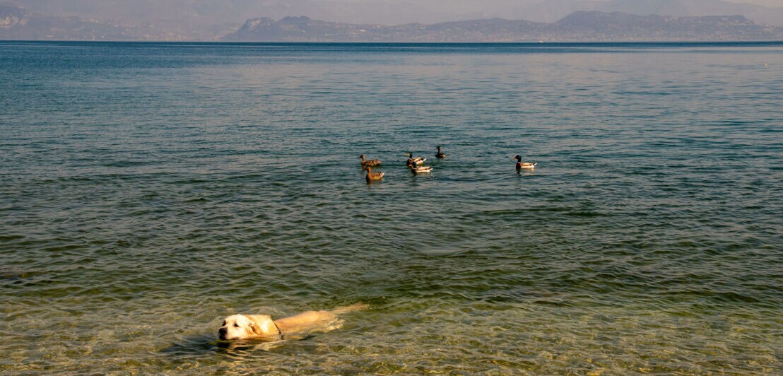 Ein Hund badet im flachen Wasser eines Sees, dahinter einige Enten.
