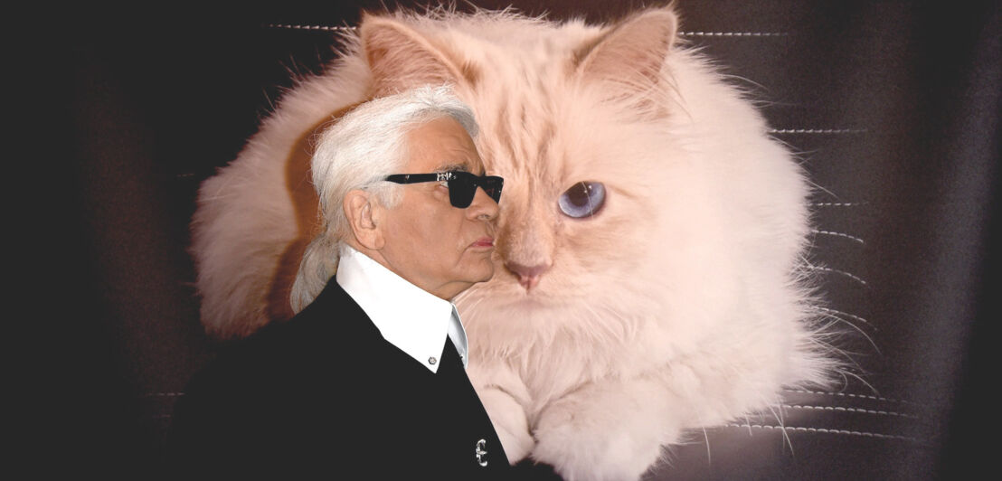 Profilansicht von Karl Lagerfeld mit schwarzer Sonnenbrille vor einem Fotoposter mit dem Motiv einer weißen Katze mit blauen Augen.