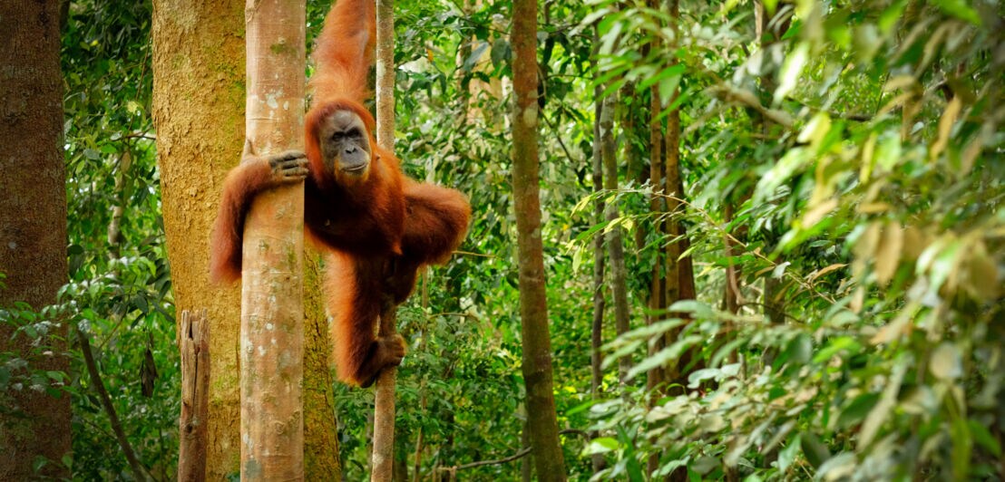 Ein Orang-Utan hängt zwischen zwei Baumstämmen im Regenwald.