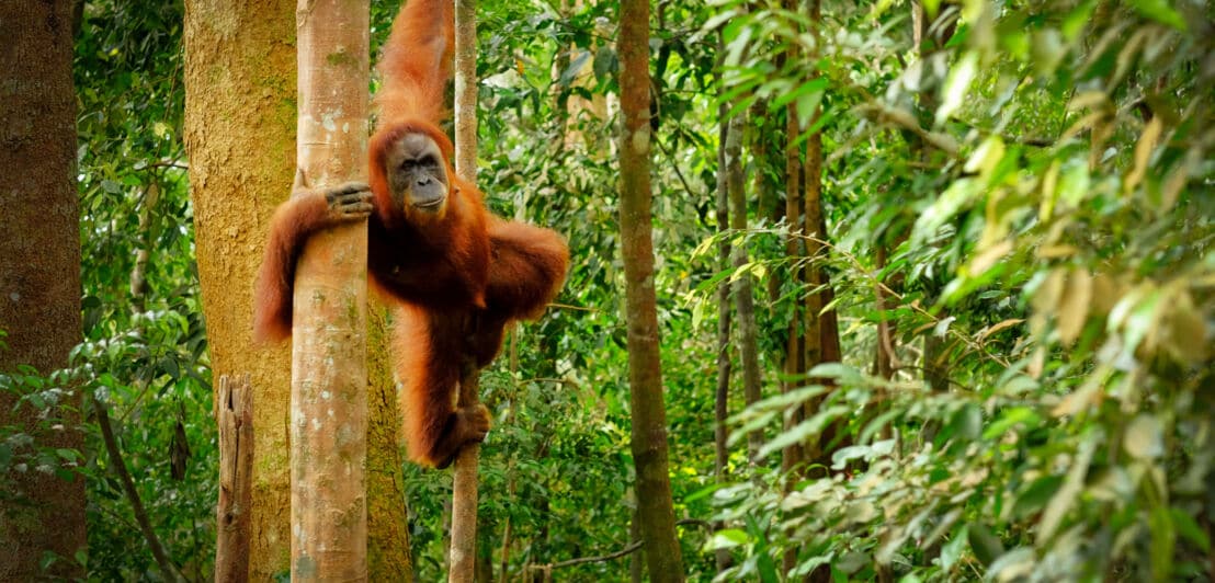 Ein Orang-Utan hängt zwischen zwei Baumstämmen im Regenwald.