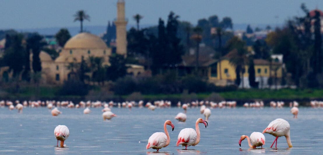 Mehrere Flamingos stehen im Wasser, im Hintergrund sind Gebäude am Ufer zu erkennen.