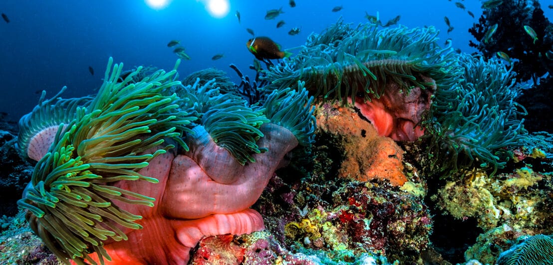 Ein buntes Korallenriff und verschiedene Fischarten.