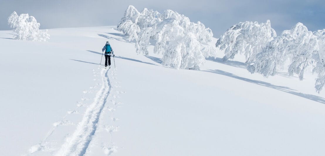 Eine Person wandert auf Skiern durch eine Schneelandschaft mit schneebedeckten Bäumen. 
