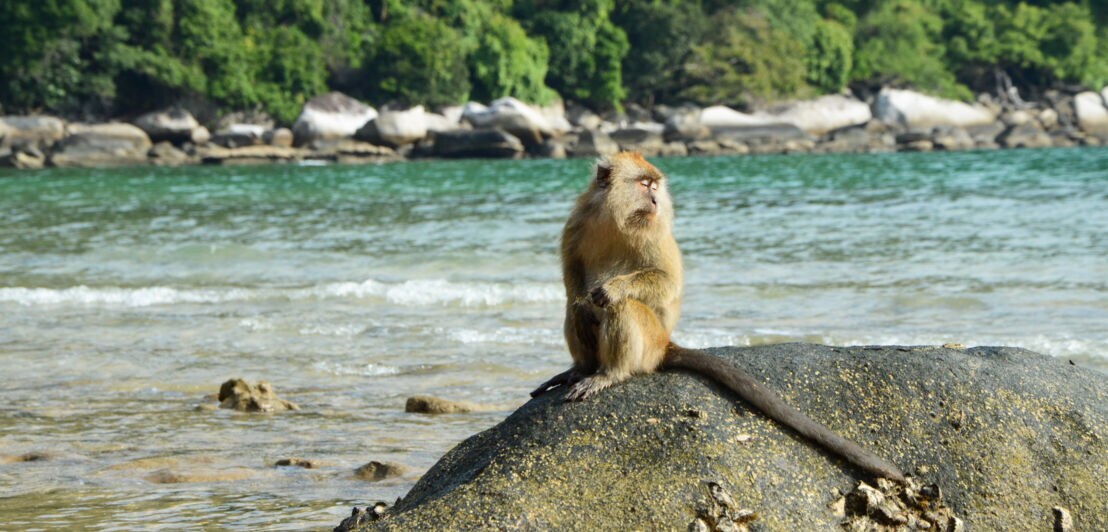 Ein Affe sitzt auf einem Stein am Strand.