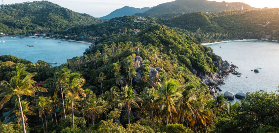 Luftaufnahme der Palmenwälder der thailändischen Insel Kho Tao.