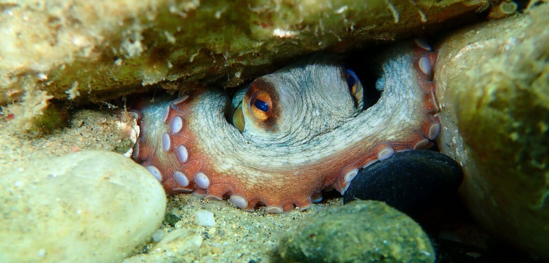 Kopf und Arm eines Kraken in einem Steinspalt unter Wasser.
