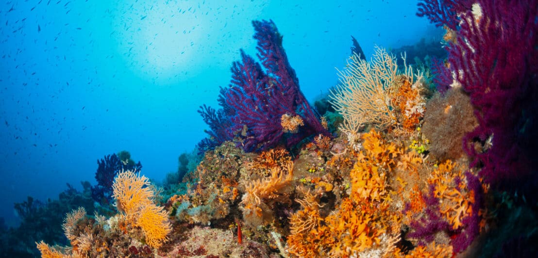 Ein Korallenriff, das in verschiedenen Farben leuchtet. Im Hintergrund tummelt sich ein Fischschwarm.