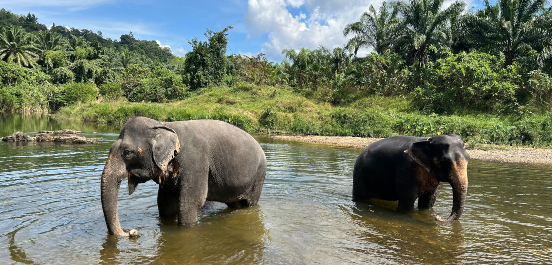 Zwei Elefanten in einem Fluß im Khao Sok Nationalpark