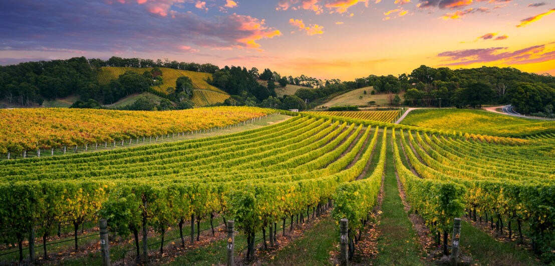 Grüner Weinberg bei Sonnenuntergang in Adelaide Hills