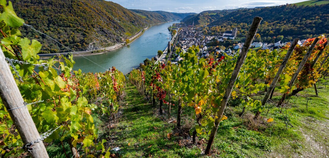 Blick auf den Rhein und die Stadt Boppard mit Weinreben im Vordergrund.