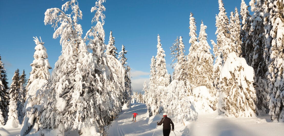 Zwei Person auf Langlaufskiern in einem verschneiten Wald.