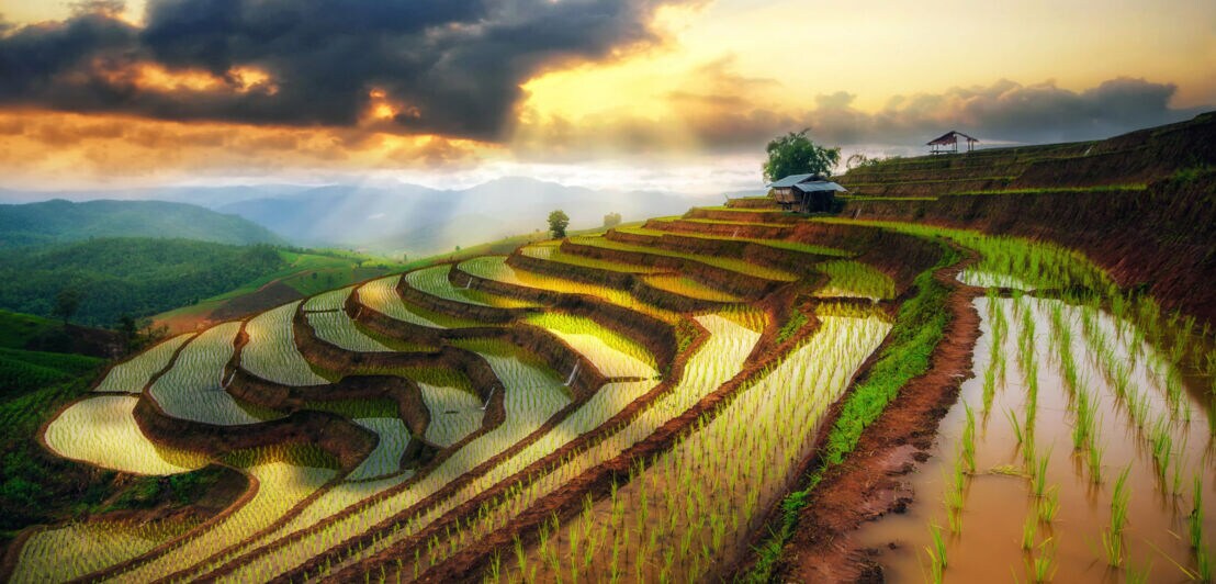 Bewässerte Reisfeldterrassen bei Sonnenuntergang.