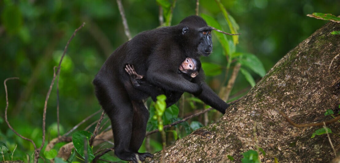 Ein schwarzer Makake mit einem Jungen im Arm auf einem Baumstamm im Wald.