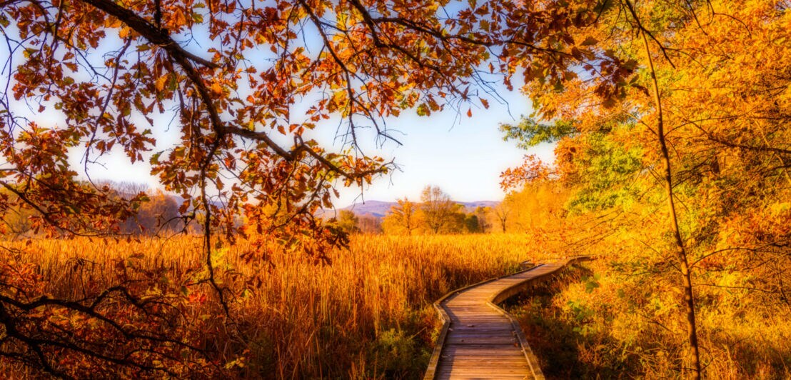 Ein Holzsteg in einer Landschaft mit herbstlich gefärbten Gräsern und Laubäumen.