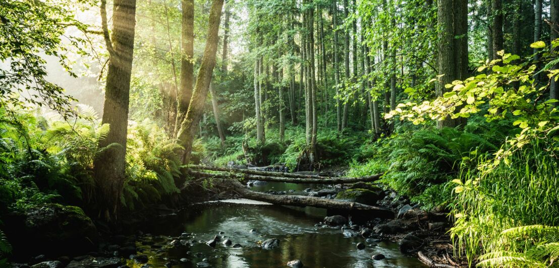 Ein kleiner Bach, der durch eine Waldlandschaft fließt.