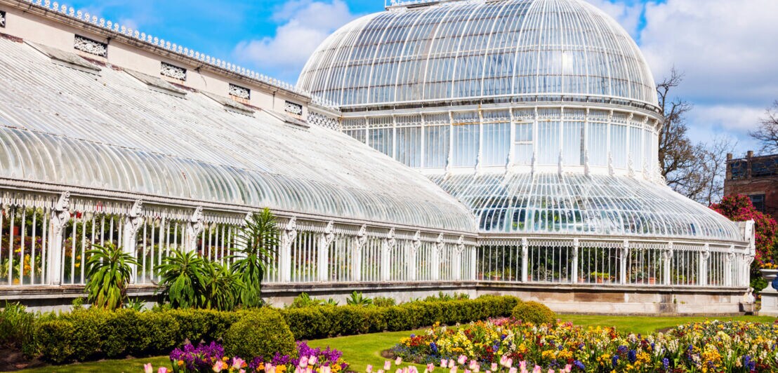 Großes viktorianisches Gewächshaus aus Glas und Metall mit bunten Tulpen und anderen Blumen im Vordergrund