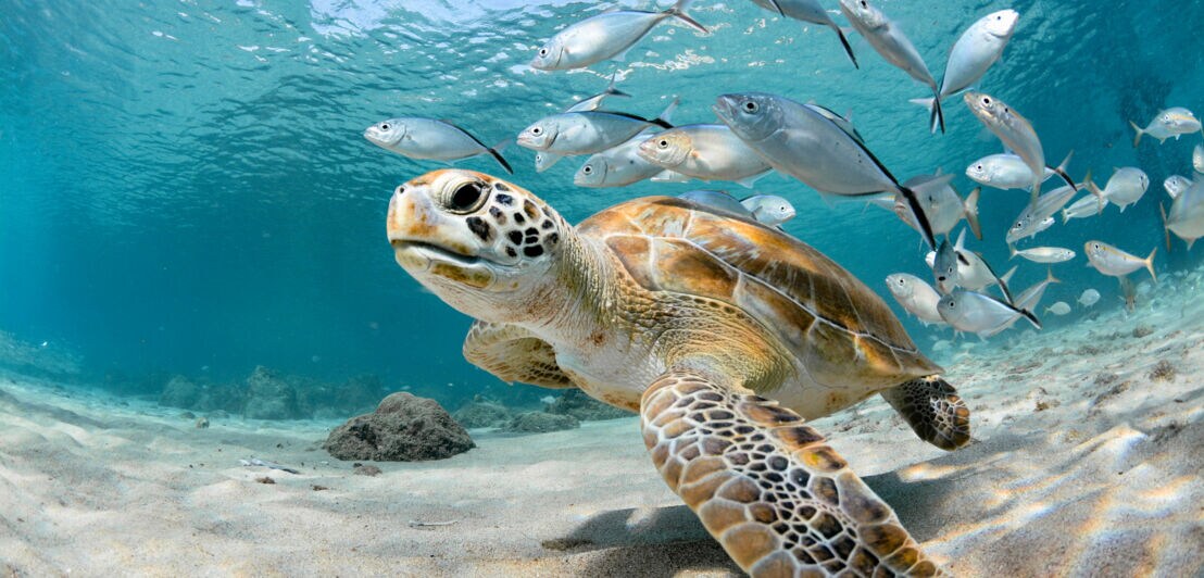 Eine Meeresschildkröte schwimmt vor einem Fischschwarm am Meeresboden im klaren Wasser.