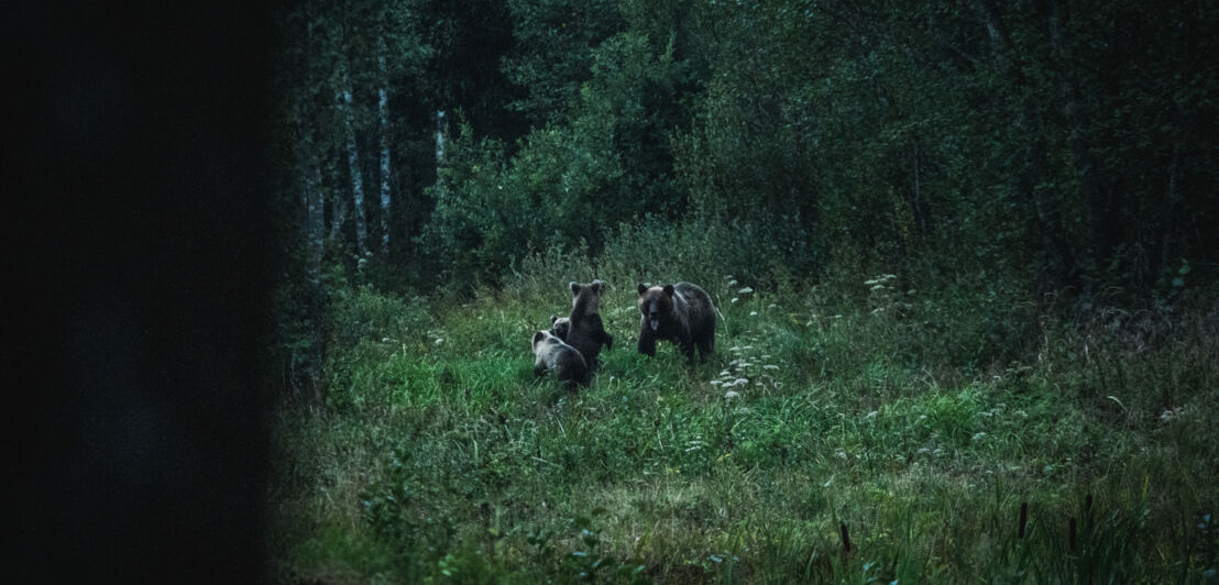 Bärenjungen spielen in der Dämmerung in einem Wald.