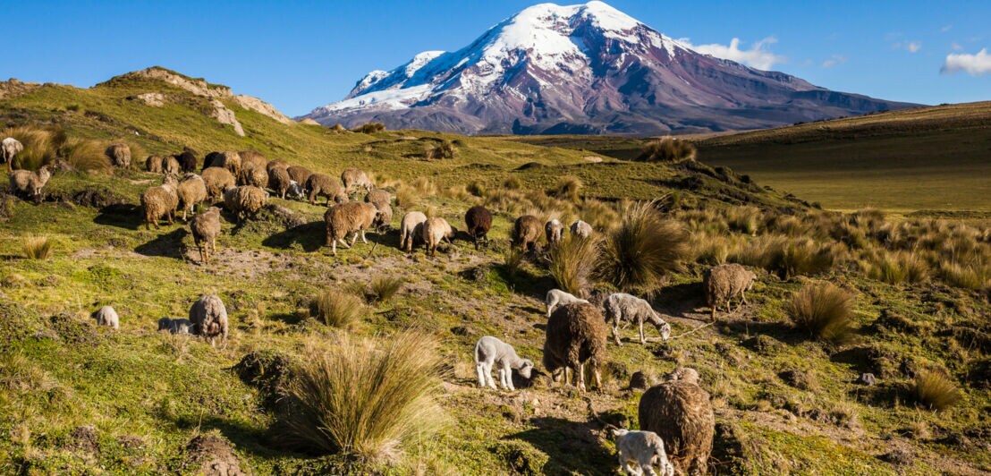 Schafherde auf grüner Bergwiese mit schneebedecktem Vulkan im Hintergrund