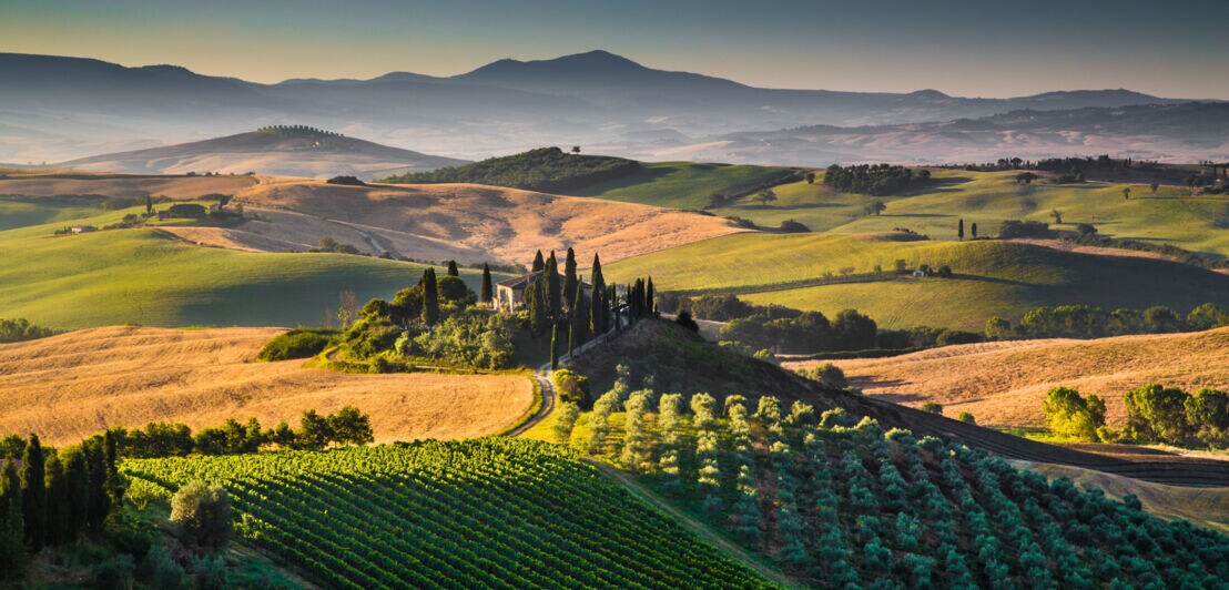 Mediterrane Landschaft mit grünen Hügeln und Weinbergen im warmen Sonnenlicht am Abend.