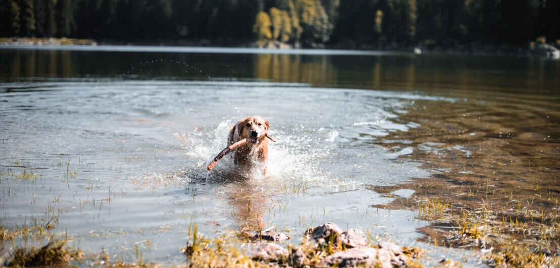 Ein Golden Retriever mit einem Stock im Maul läuft in einem See in einer Waldlandschaft.