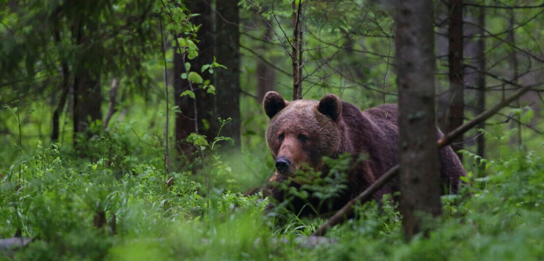 Ein Braunbär in einer grünen Waldlandschaft.