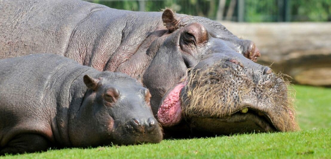 Zwei Flusspferde liegen entspannt auf grünem Gras, eines ist deutlich größer und hat geschlossene Augen.