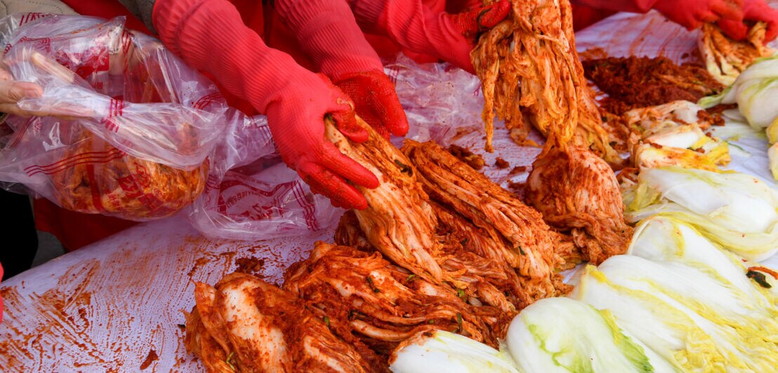 Mehrere Hände in roten Gummihandschuhen massieren eine rote Gewürzpaste in frische Kohlköpfe auf einem Tisch.