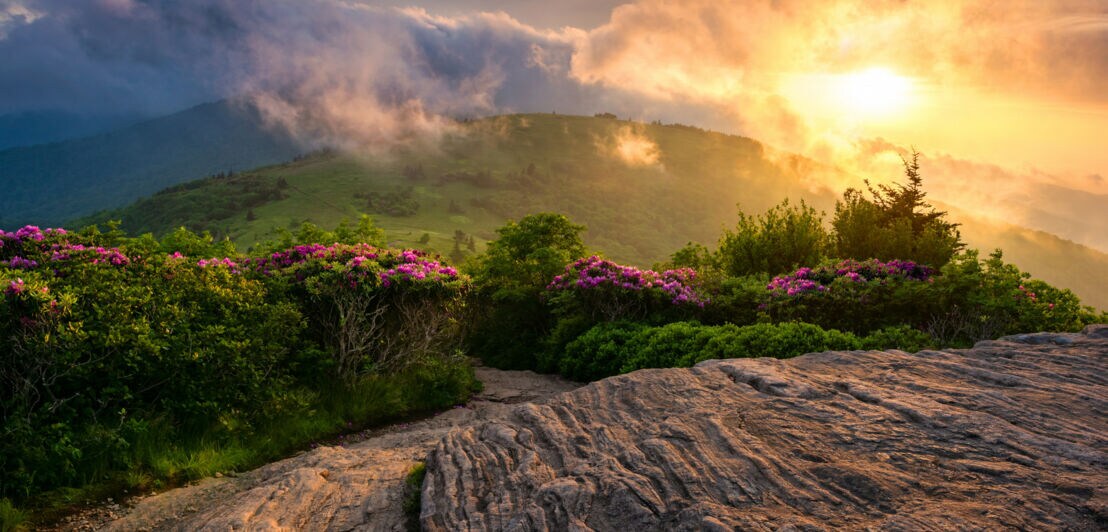 Sonnenaufgang über bewaldeten Hügeln mit blühenden Rhododendren und Felsen im Vordergrund