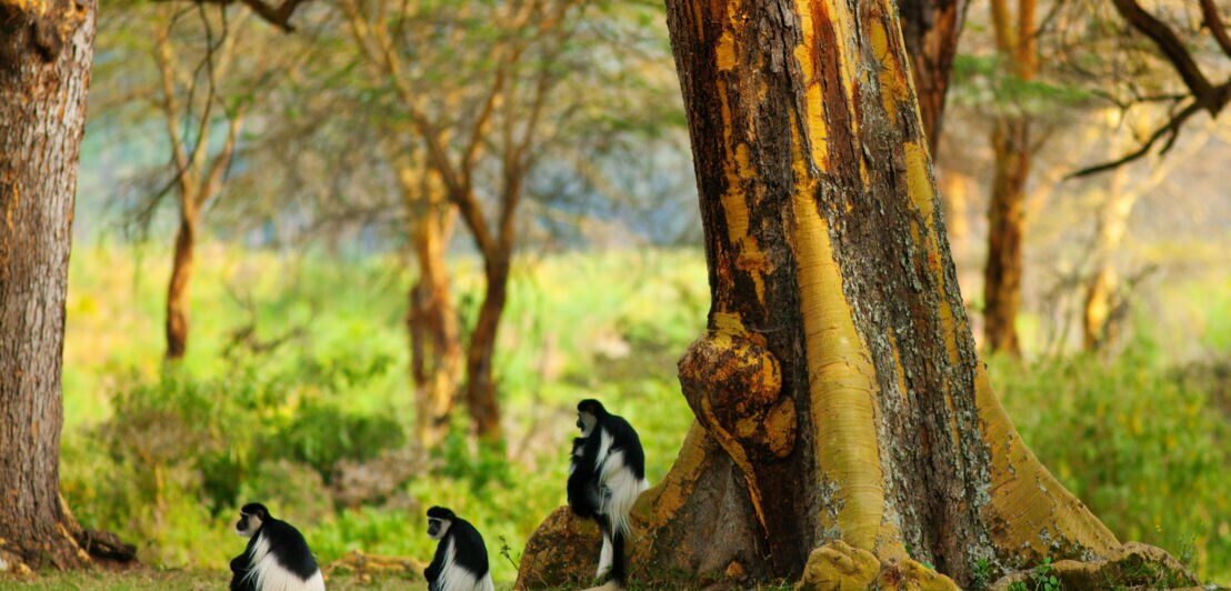 Drei schwarz-weiße Affen sitzen auf dem Gras unter großen Bäumen in einem Waldgebiet