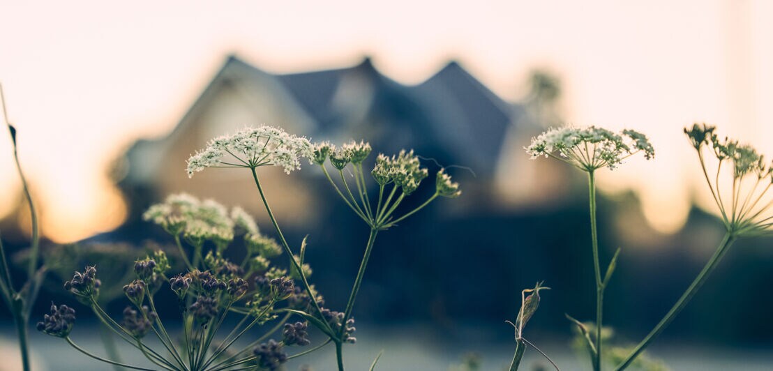Nahaufnahme von weißen Doldenblüten vor unscharfem Hintergrund mit Haus und Sonnenuntergang