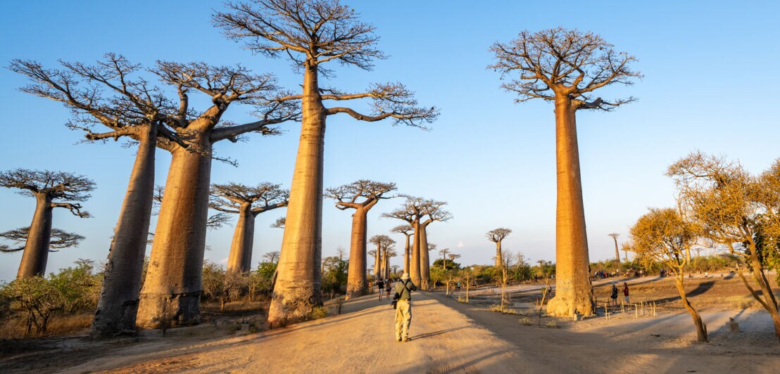 Hohe Baobab-Bäume entlang eines sandigen Wegs mit einer Person, die in der Mitte steht, unter klarem Himmel