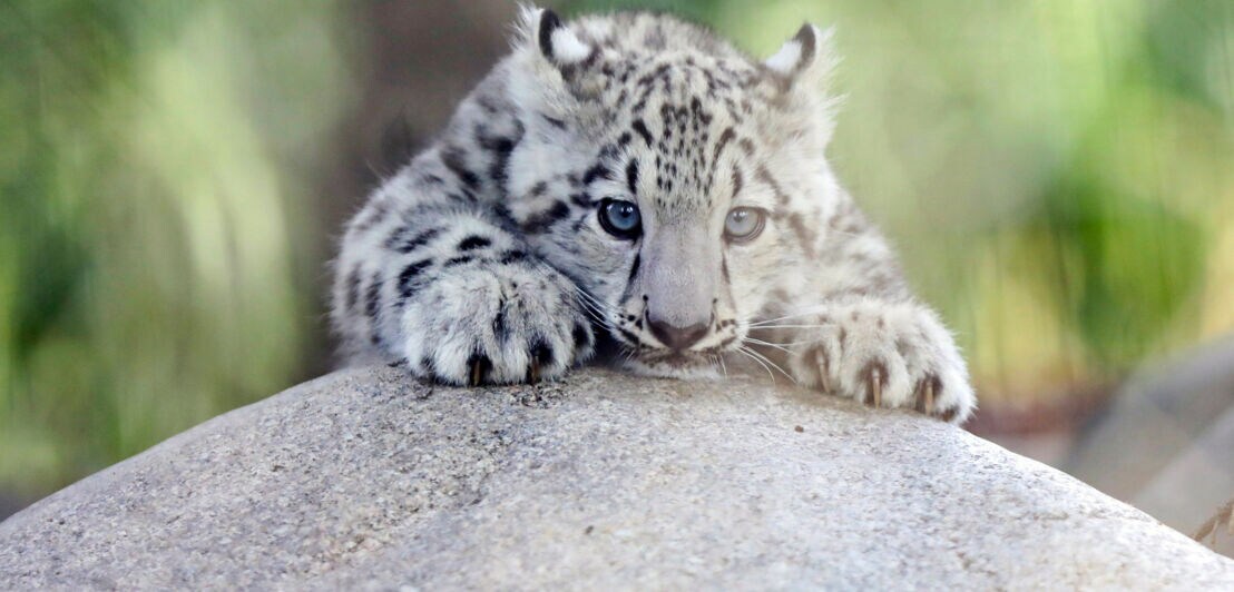 Schneeleoparden-Kätzchen liegt mit ausgestreckten Pfoten auf einem Felsen und schaut nach vorne