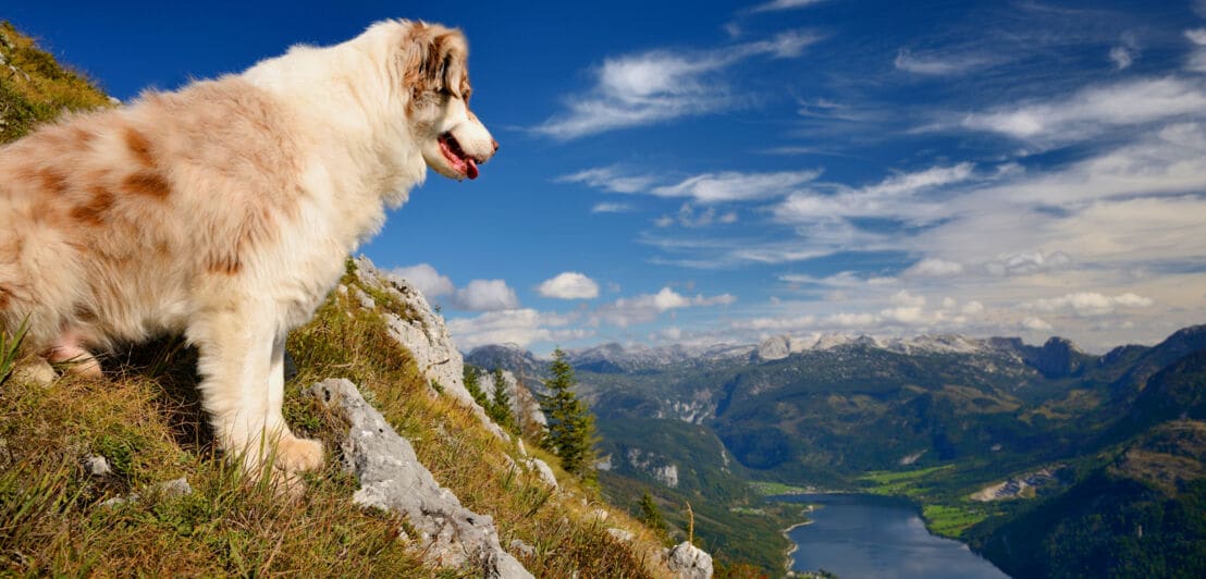 Weiß-brauner Hund steht auf einem grasbewachsenen Felsen und blickt auf ein Tal mit Fluss und Bergen unter blauem Himmel. 