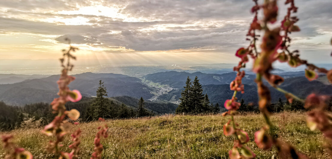 Berglandschaft mit Tal, bewölktem Himmel und Sonnenstrahlen, im Vordergrund unscharfe rote Blüten.